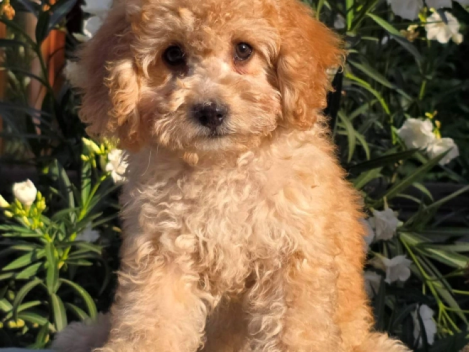 Cavapoo puppy for sale