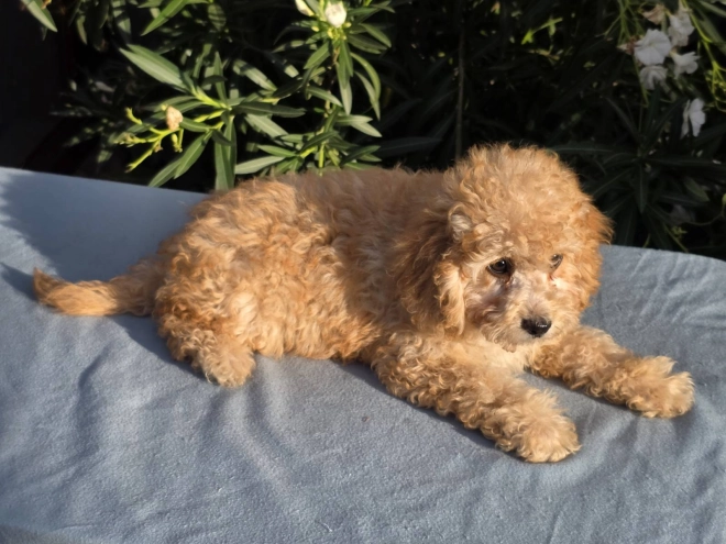 Cavapoo puppy for sale