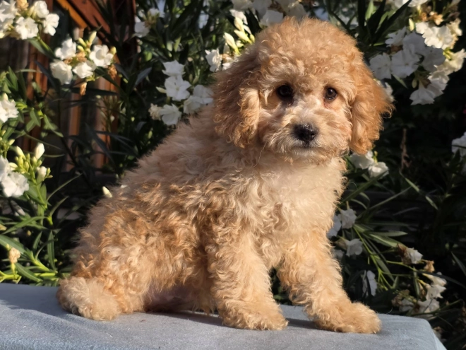 Cavapoo puppy for sale
