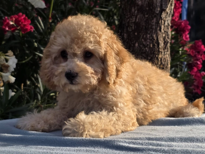 Cavapoo puppy for sale