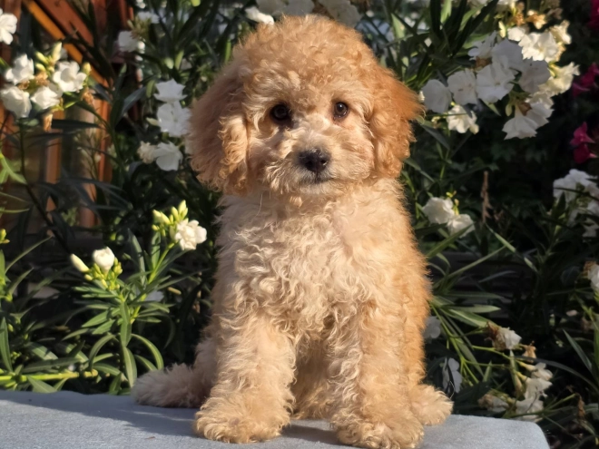 Cavapoo puppy for sale
