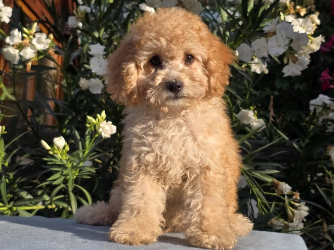 Cavapoo puppy for sale