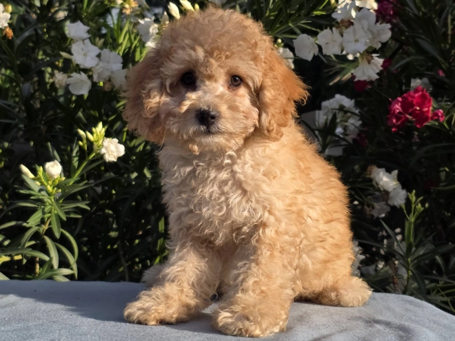 Cavapoo puppy for sale