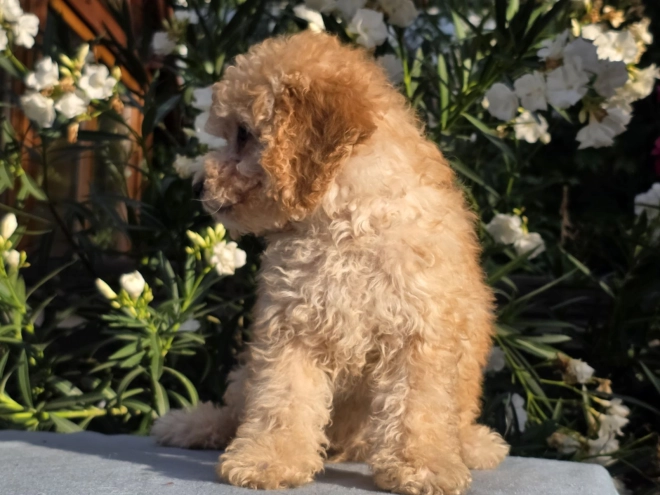 Cavapoo puppy for sale