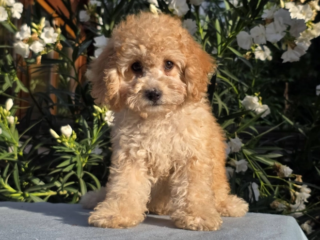 Cavapoo puppy for sale