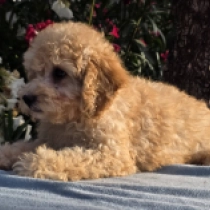 Bobby – F1, golden Cavapoo Welpen kaufen