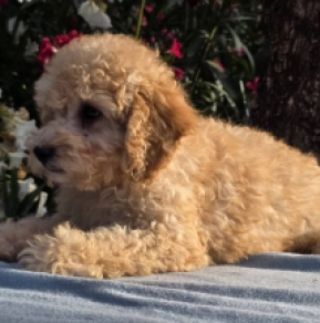 Cavapoo puppy for sale