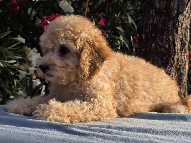 Cavapoo puppy for sale