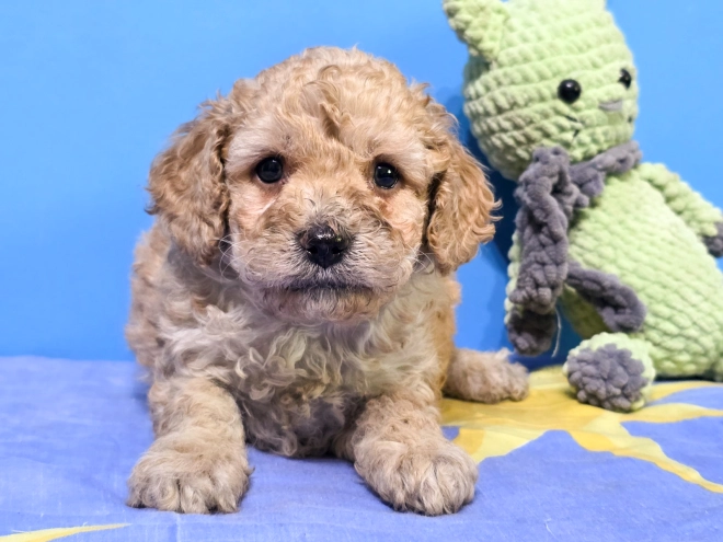 Perros Cavapoo en venta
