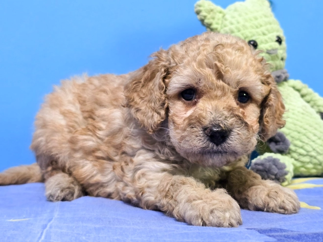 Perros Cavapoo en venta