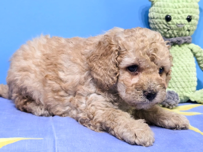 Perros Cavapoo en venta