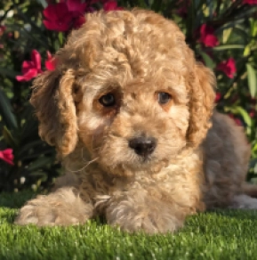 Cavapoo Welpe kaufen