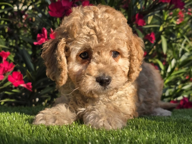 Cavapoo puppy for sale