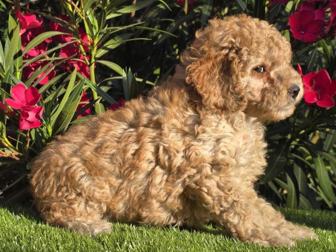 Cavapoo puppy for sale