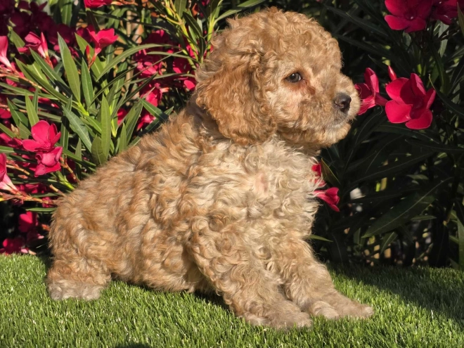 Cavapoo puppy for sale