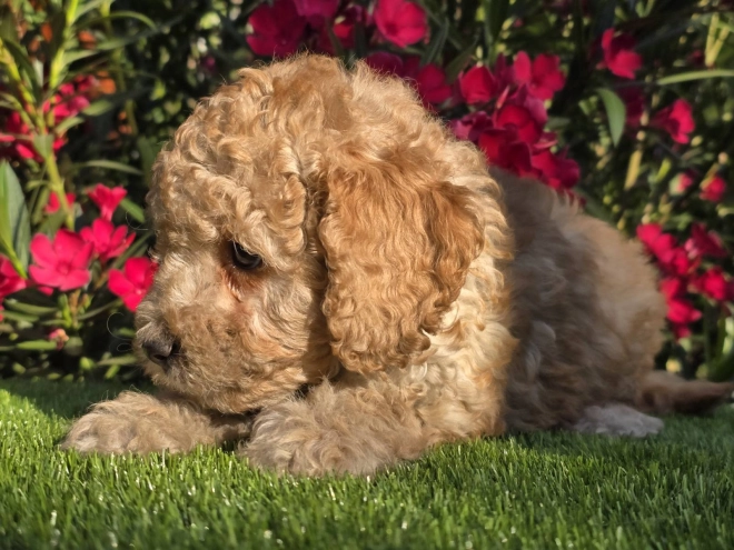 Cavapoo puppy for sale
