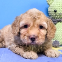 Benny – F1, golden Cavapoo for sale