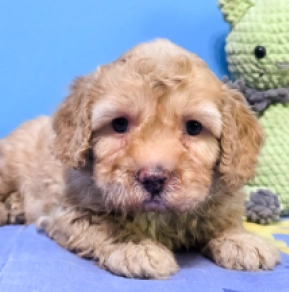 Cavapoo puppy for sale