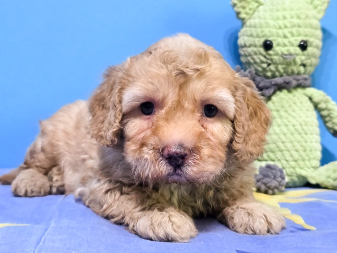Cavapoo puppy for sale