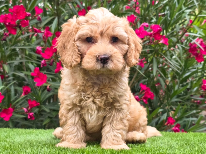 Cavapoo puppy for sale