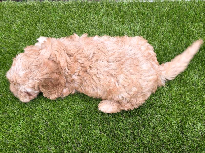 Cavapoo puppy for sale