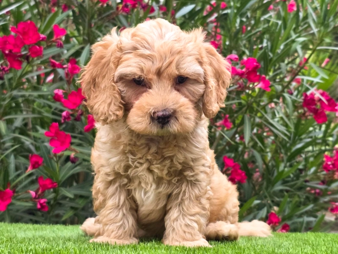 Cavapoo puppy for sale