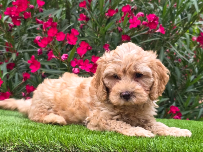 Cavapoo puppy for sale