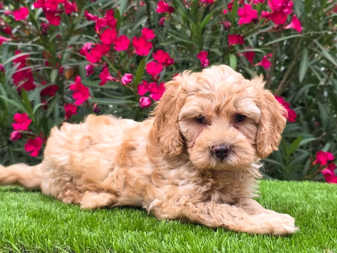 Cavapoo puppy for sale