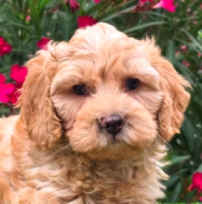 Cavapoo puppy for sale