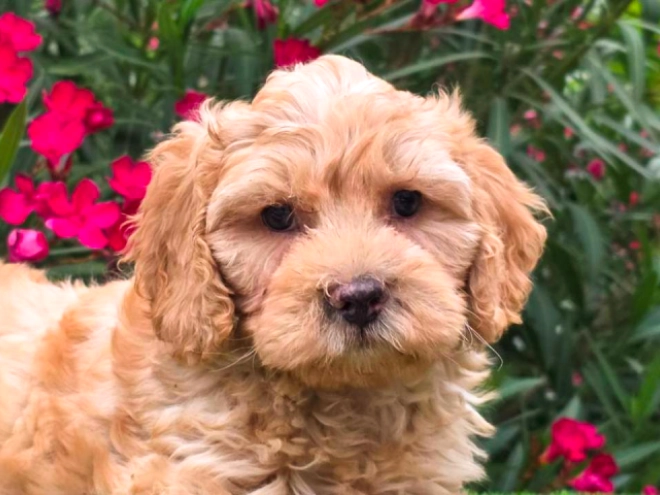 Cavapoo puppy for sale