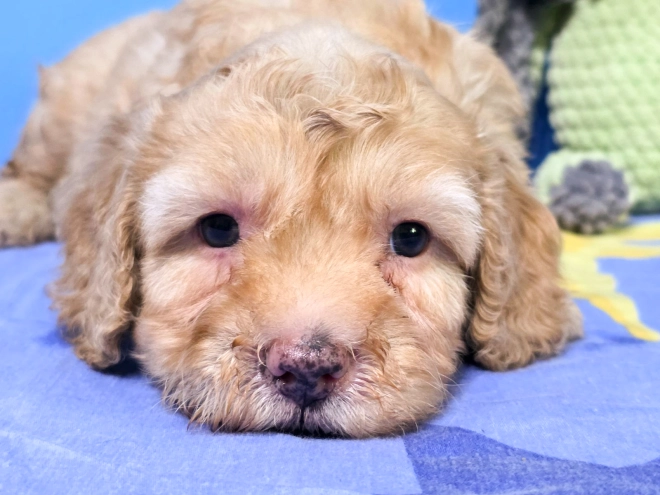 Cavapoo puppy for sale