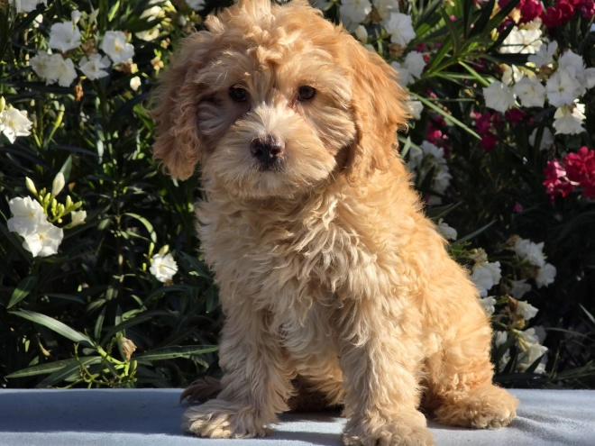 Cavapoo puppy for sale