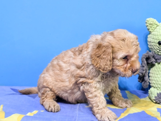 Cavapoo puppy for sale