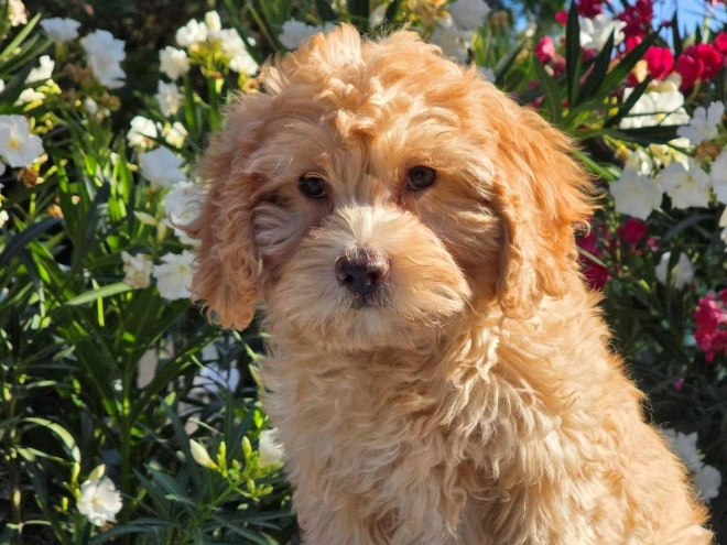 Cavapoo puppy for sale