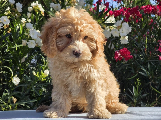 Cavapoo puppy for sale