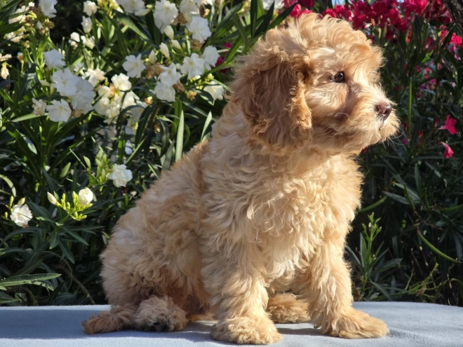 Cavapoo puppy for sale