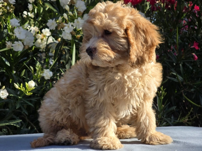Cavapoo puppy for sale