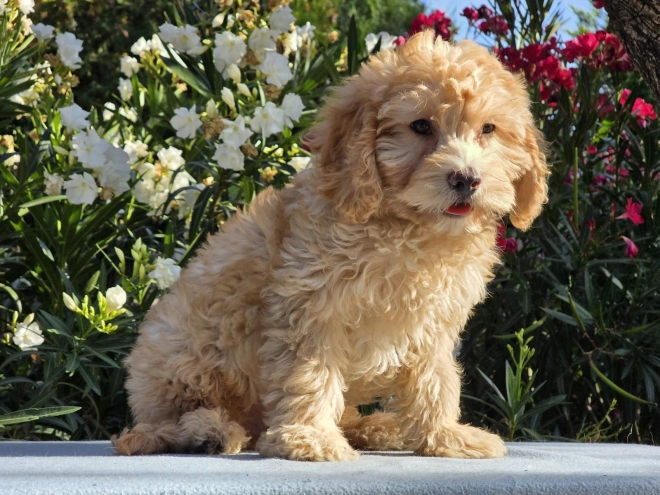 Cavapoo puppy for sale