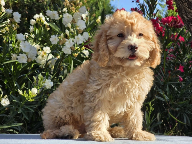Cavapoo puppy for sale