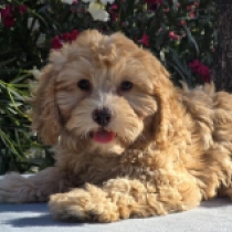 Benny – F1, golden Cavapoo Welpen kaufen