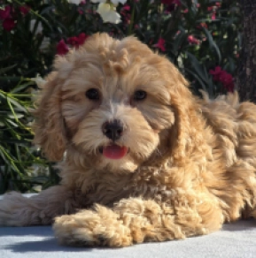 Cavapoo puppy for sale