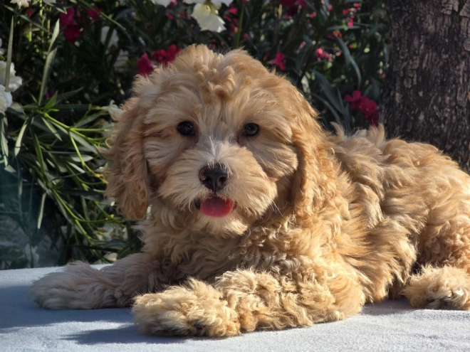 Cavapoo puppy for sale