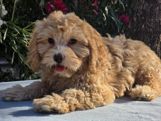 Cavapoo puppy for sale
