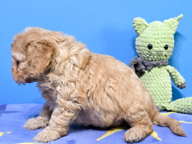 Cavapoo puppy for sale