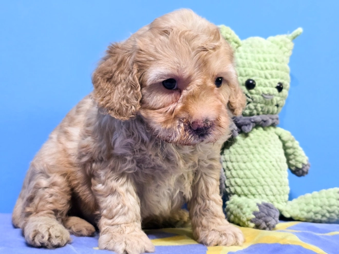Cavapoo puppy for sale