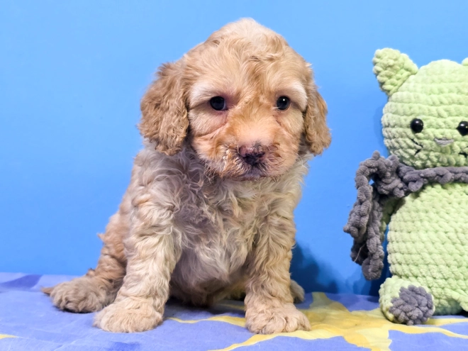 Cavapoo puppy for sale