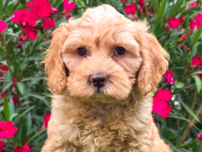Cavapoo puppy for sale