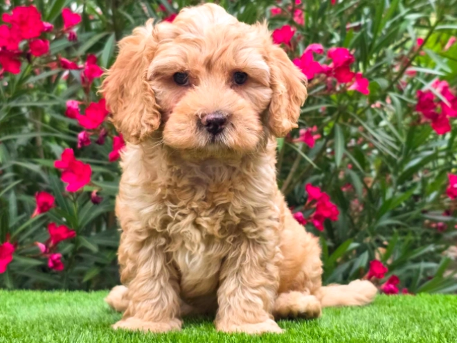 Cavapoo puppy for sale