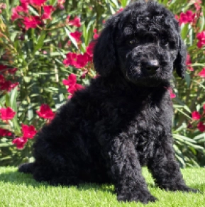 Cavapoo Welpe kaufen