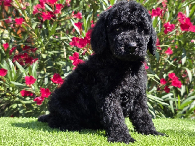 Cavapoo Welpe kaufen